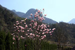 山花开