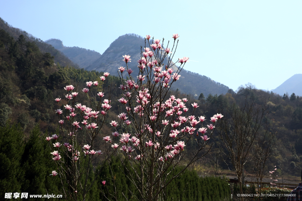 山花开