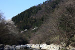 山坡树木