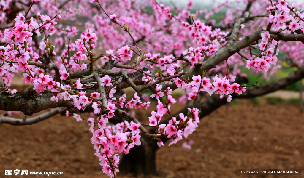 桃花