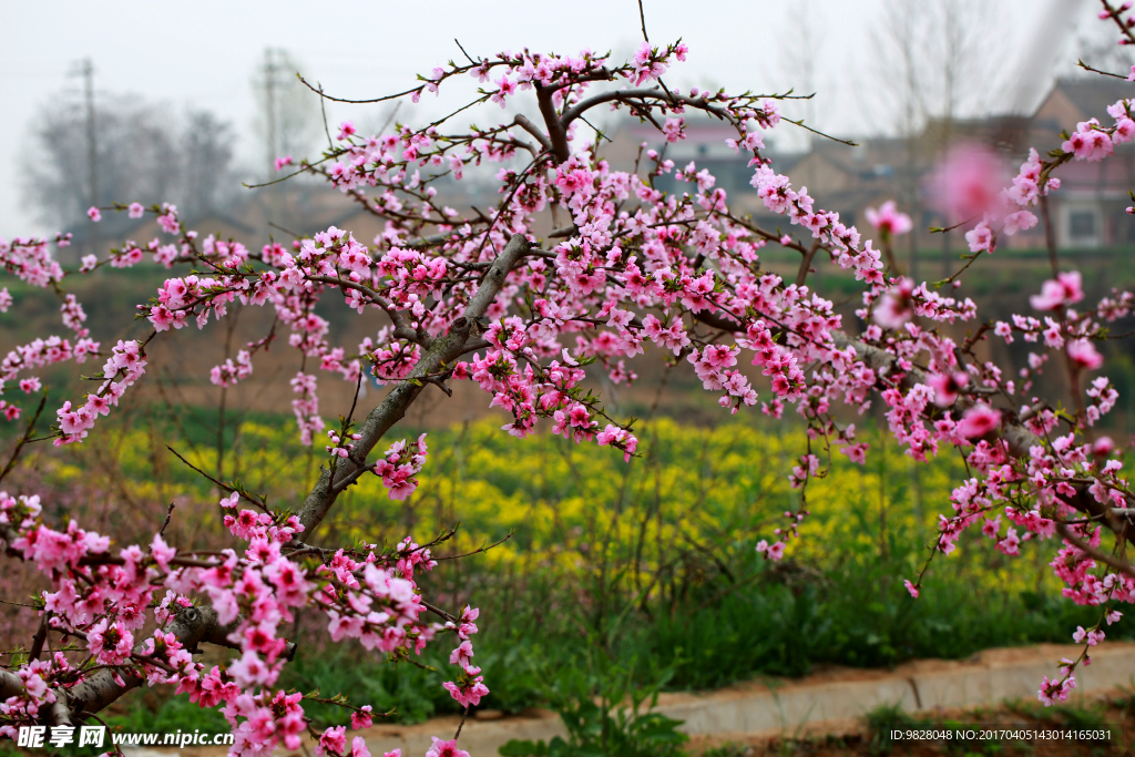 桃花
