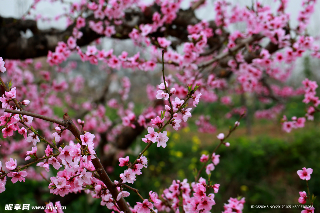 桃花