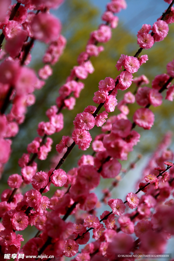 樱花