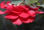 红色茶花