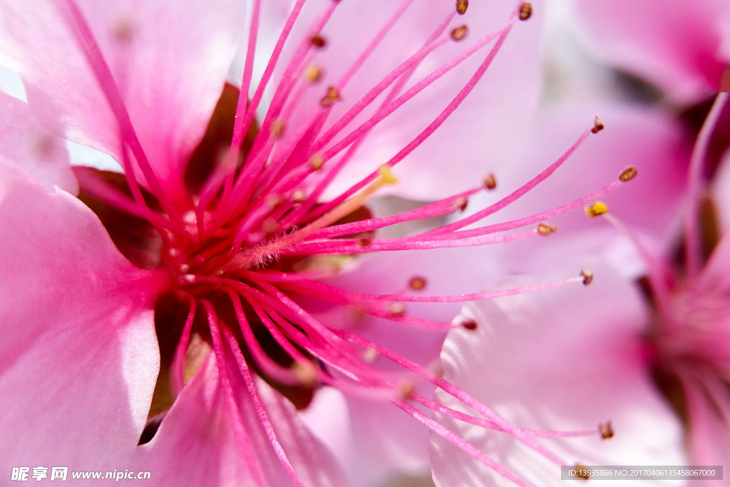 桃花
