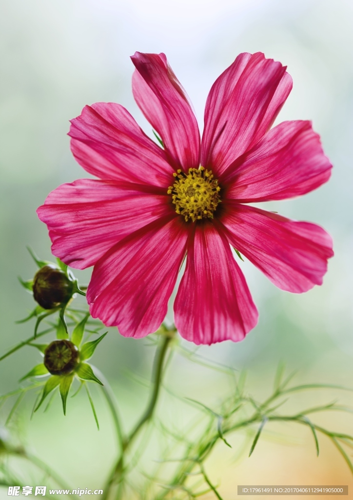 格桑花
