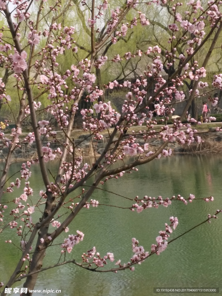 榆叶梅