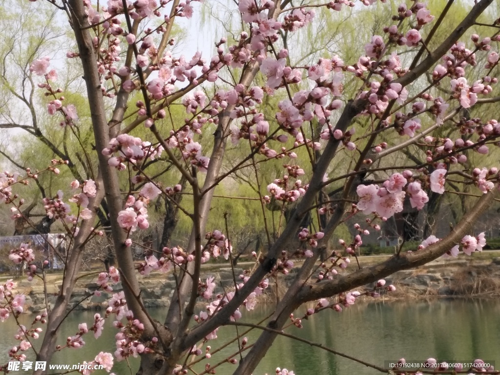 榆叶梅