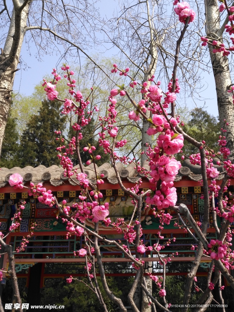 榆叶梅