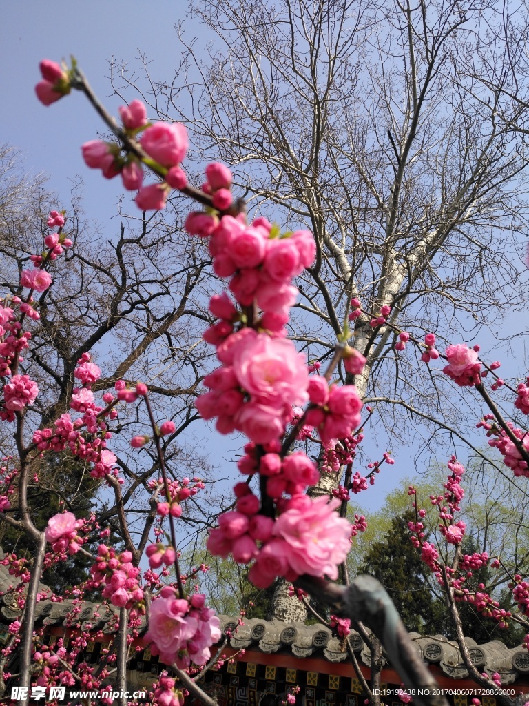 榆叶梅