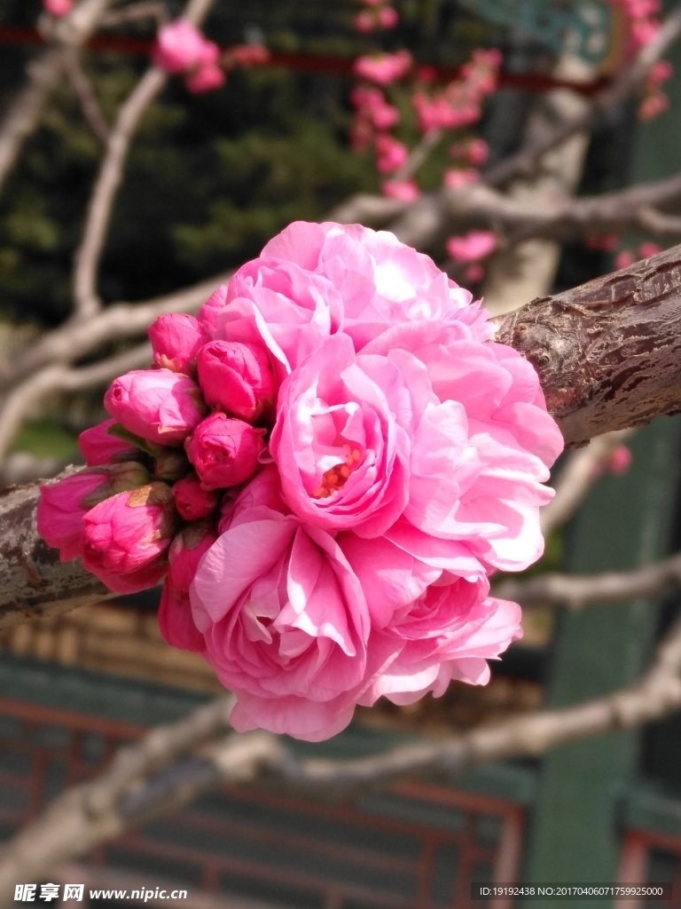 榆叶梅
