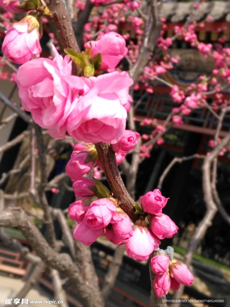 榆叶梅