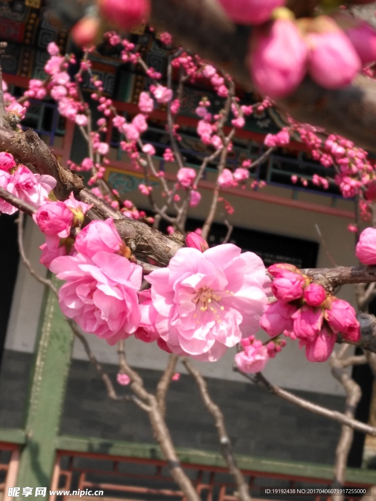 榆叶梅