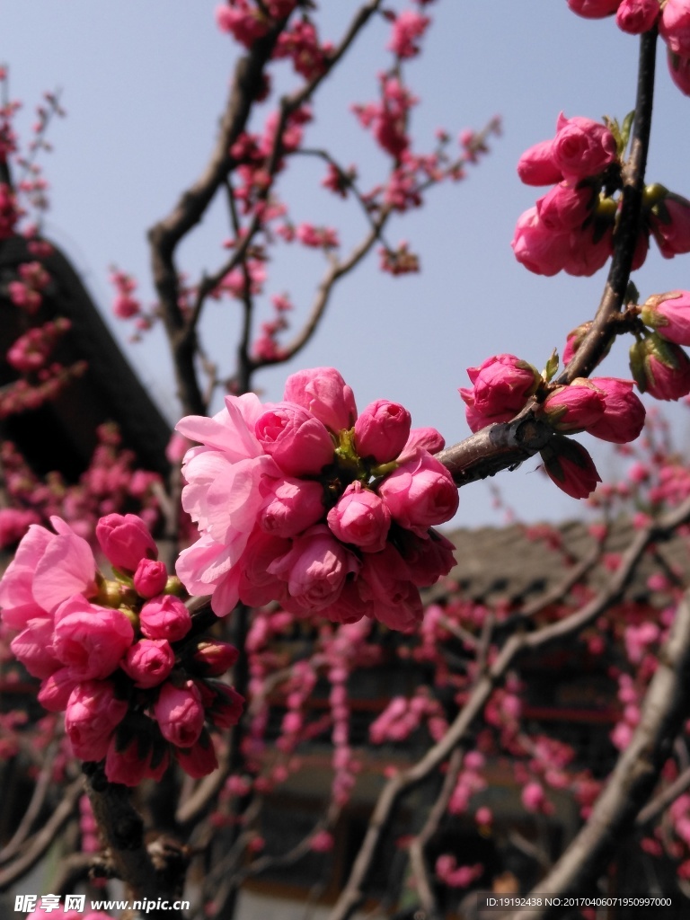 榆叶梅