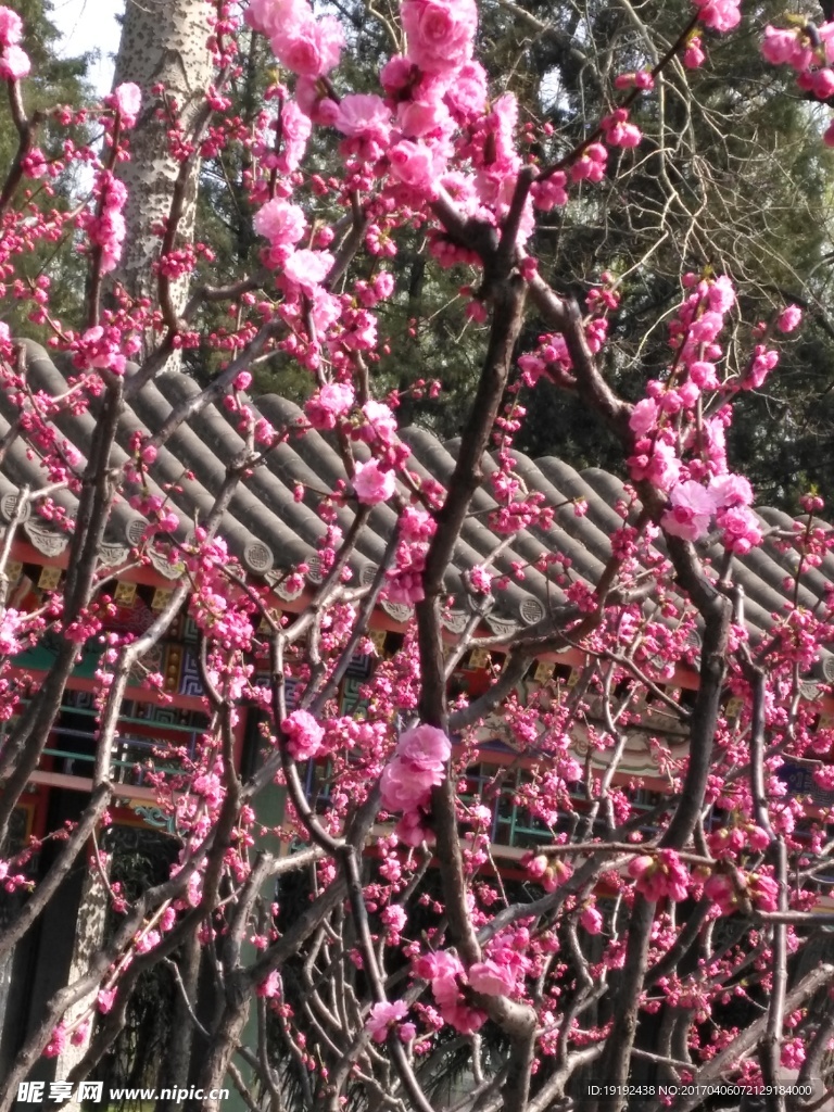 榆叶梅
