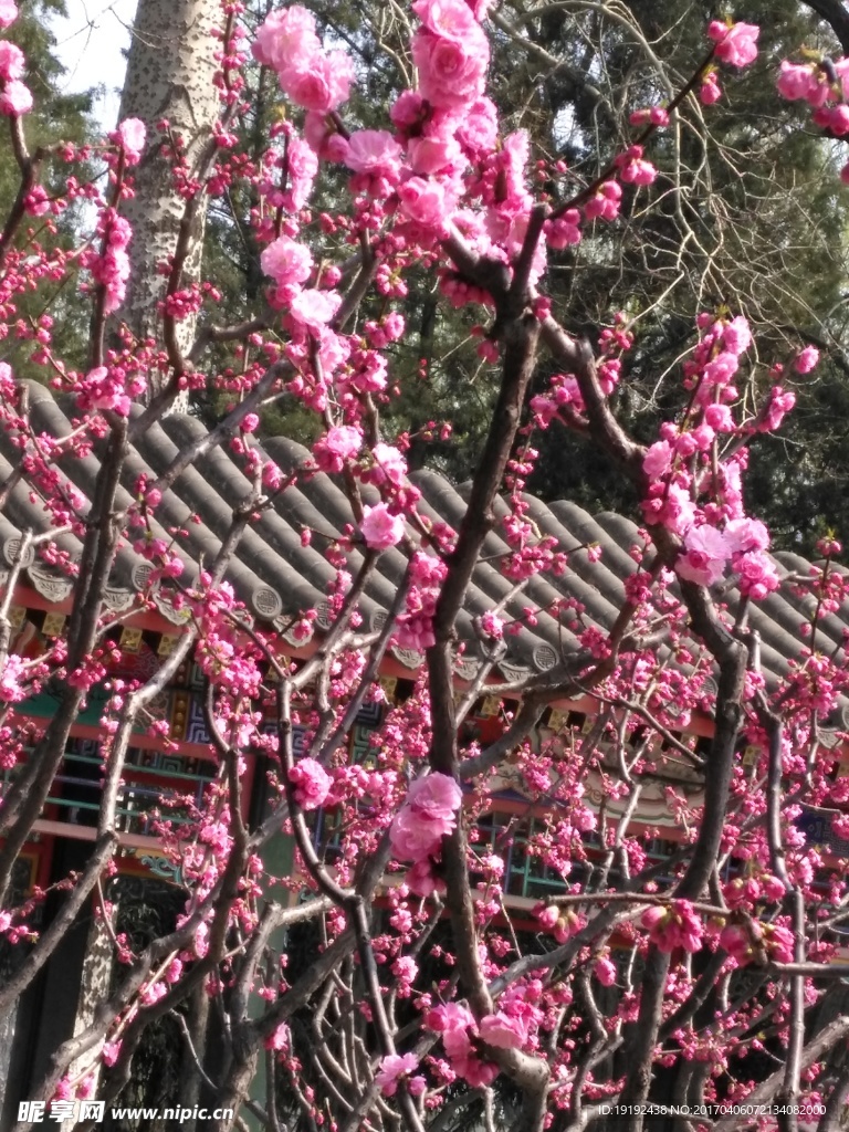 榆叶梅