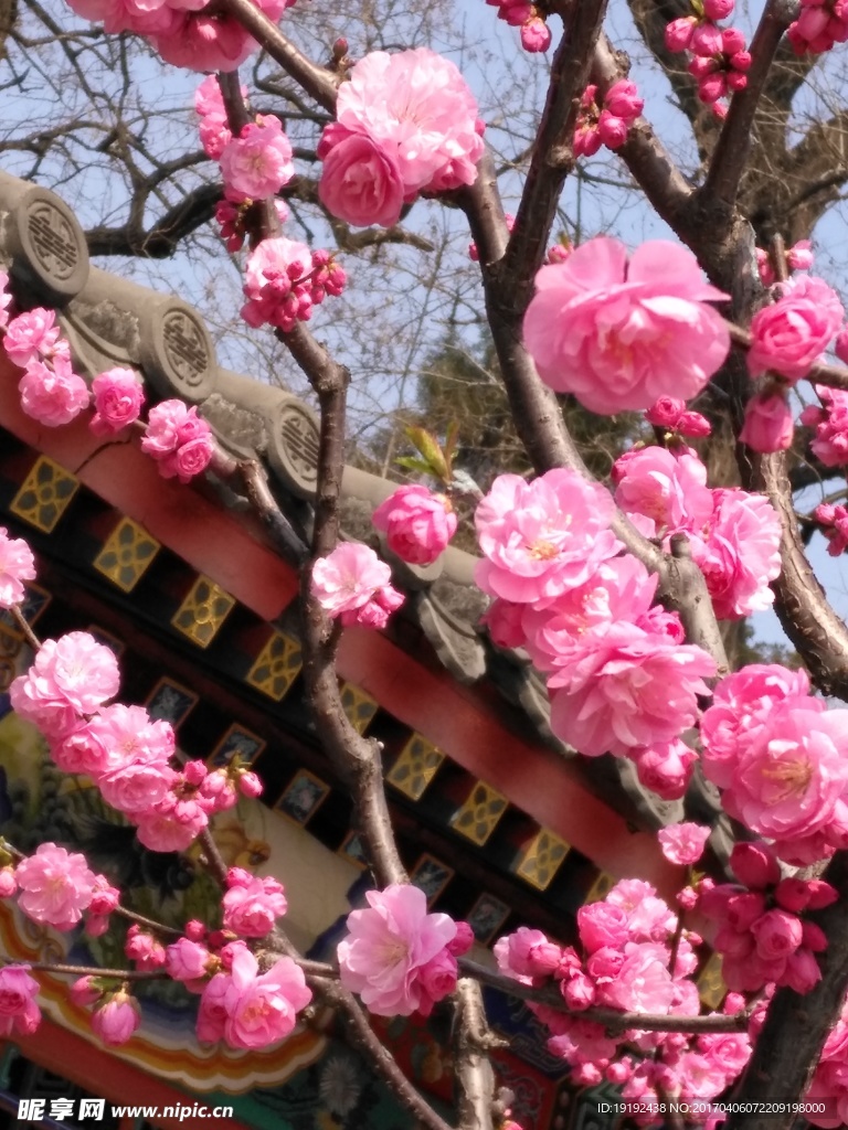 榆叶梅