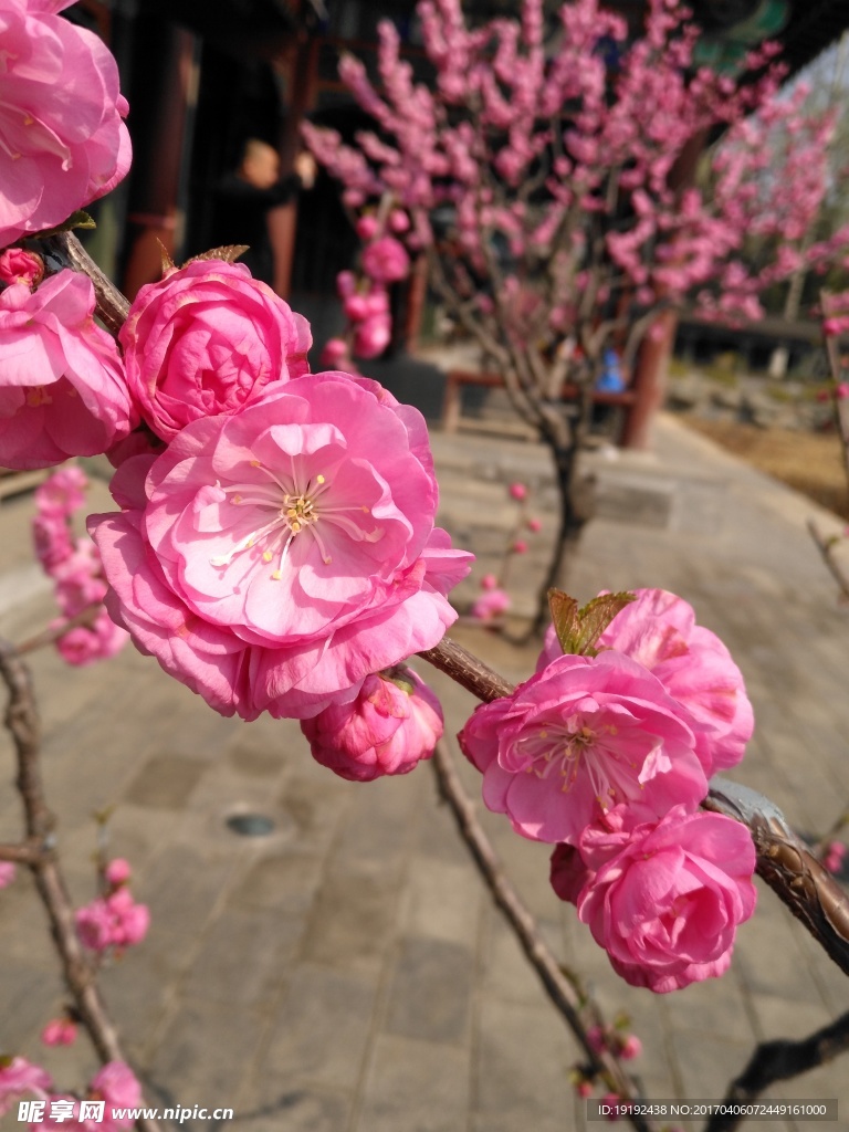 榆叶梅