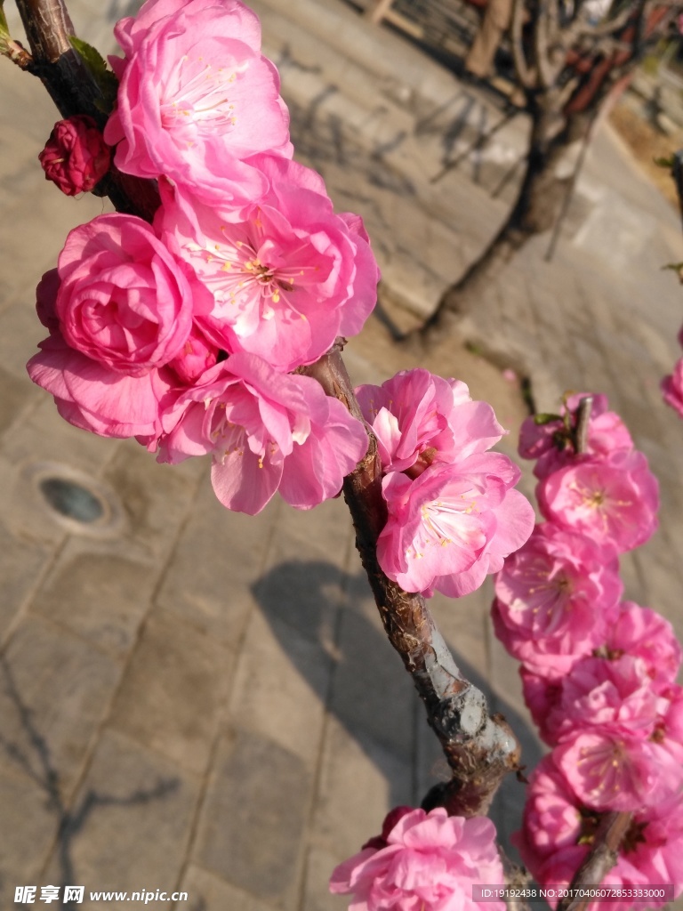 榆叶梅