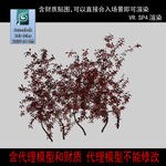 灌木