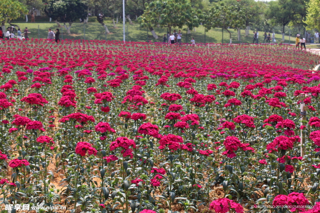 洛阳花