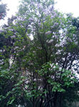 花 树枝 小花 春色