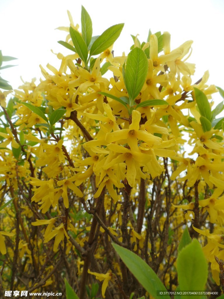 连翘花