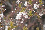 紫叶李的花