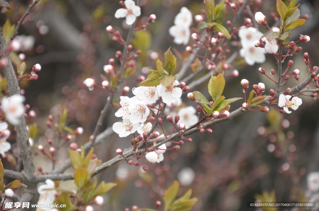 紫叶李的花