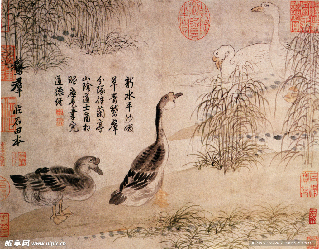 国画 鸭子戏水