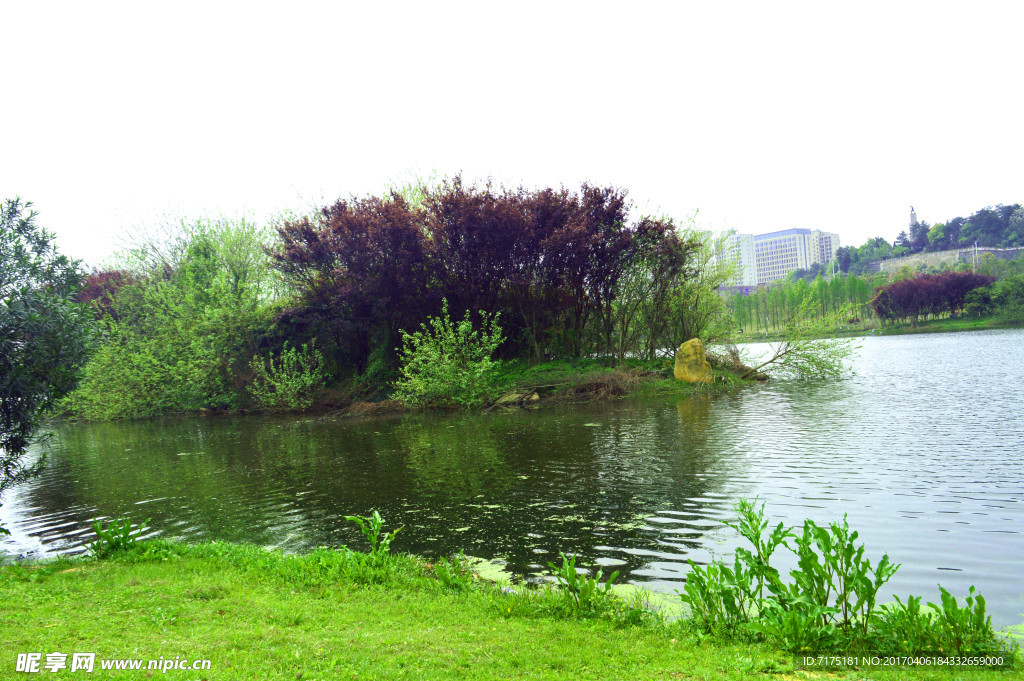 春天湖水 草地 树枝 树林 树