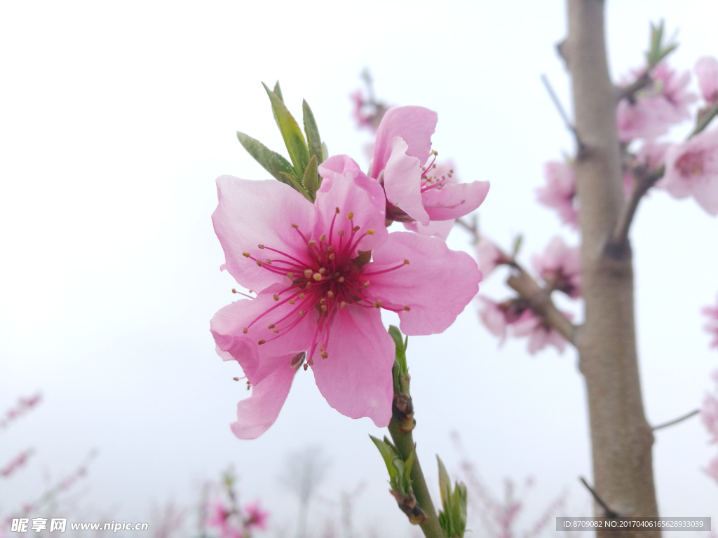 桃花