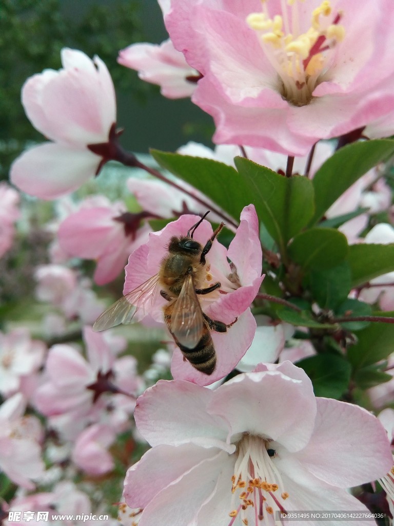 蜂与花