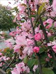 蜂与花