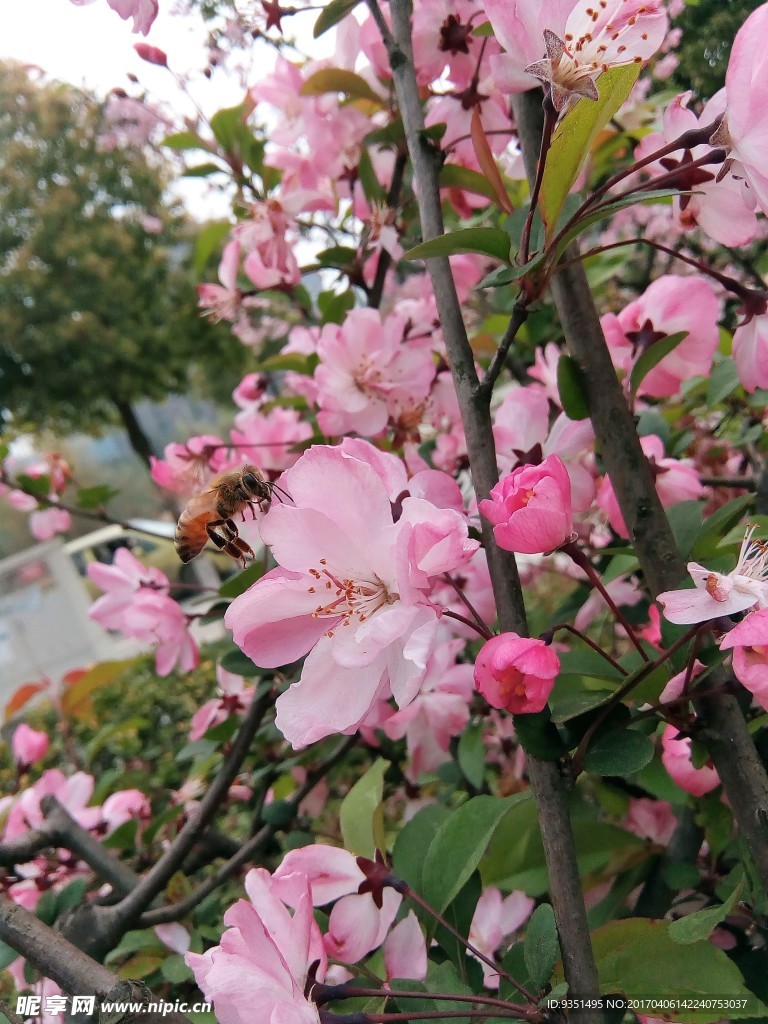 蜂与花