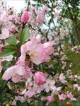 蜂与花