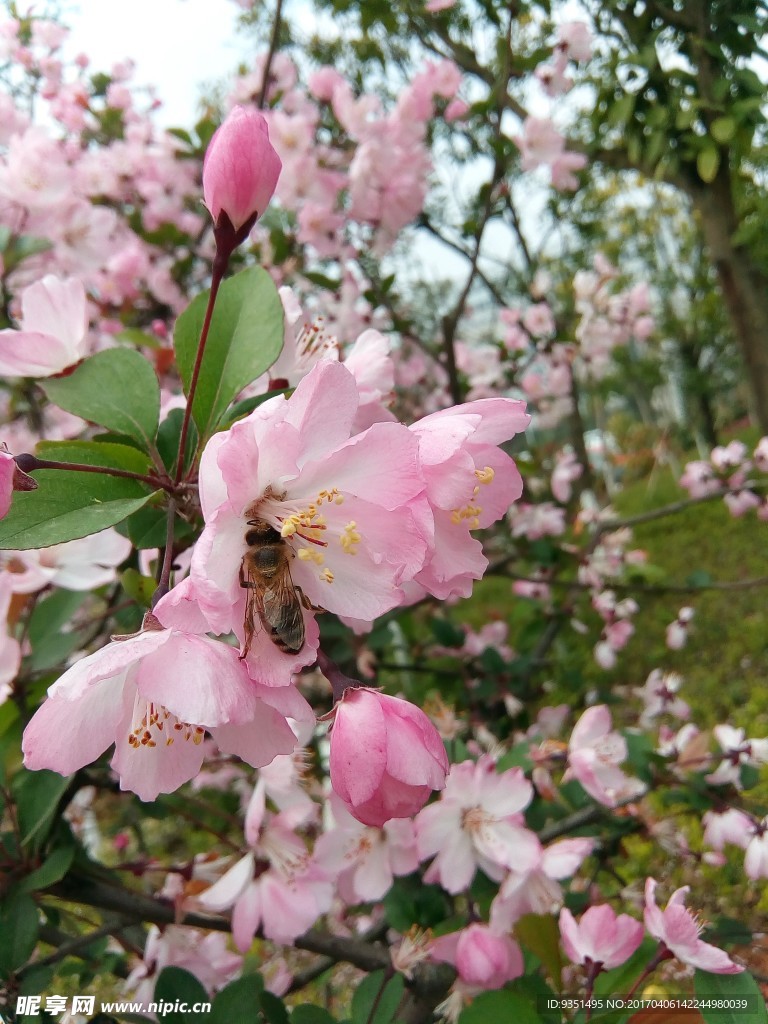 蜂与花