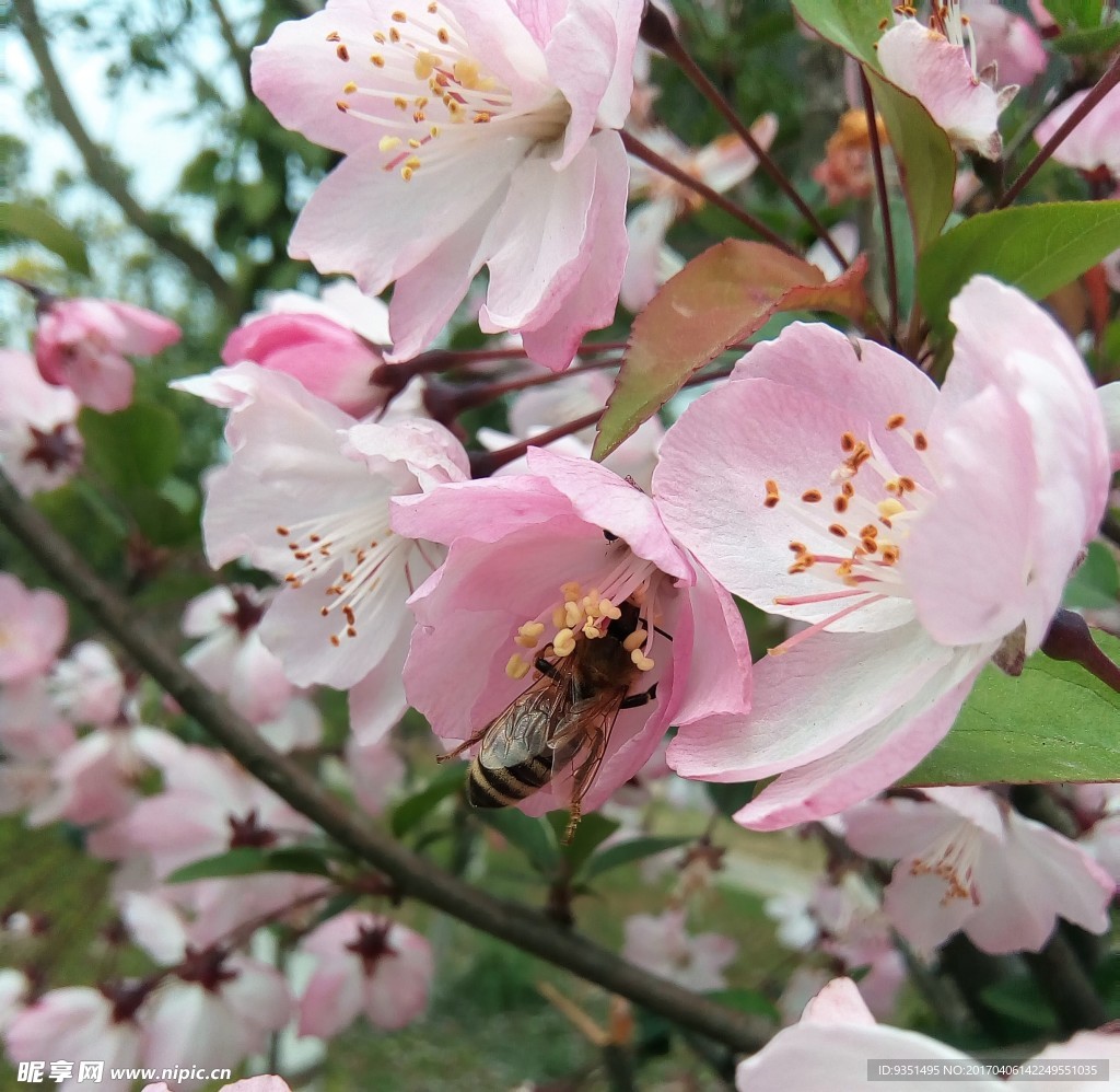 蜂与花