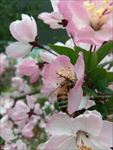 蜂与花