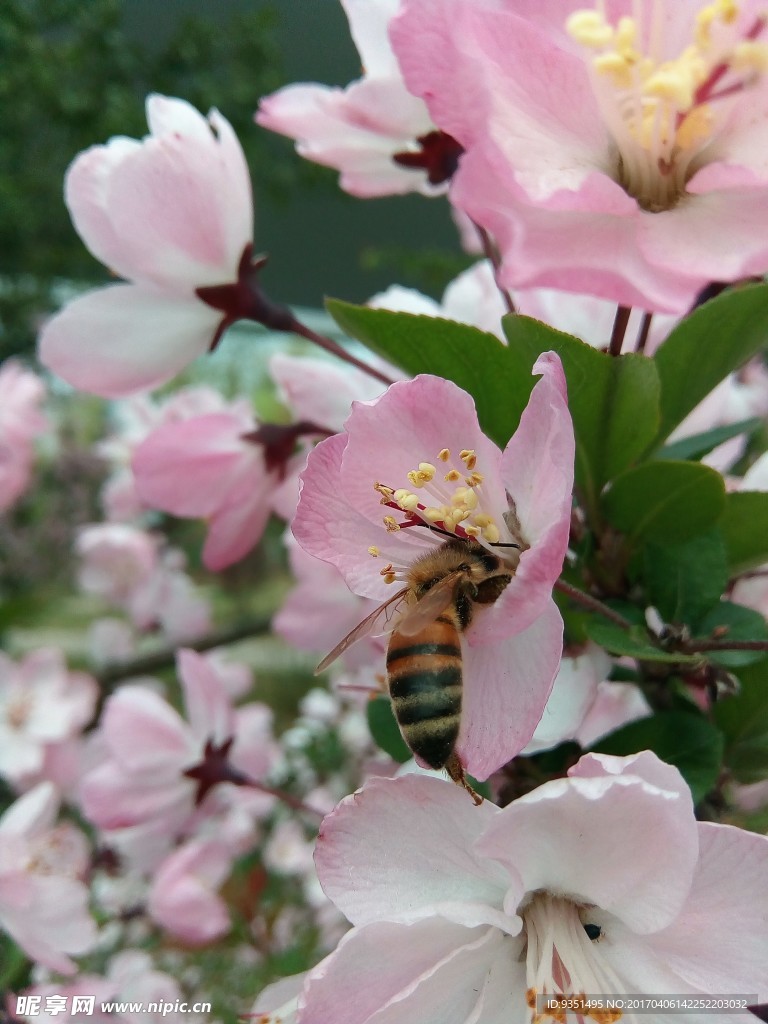 蜂与花