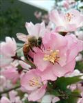 蜂与花