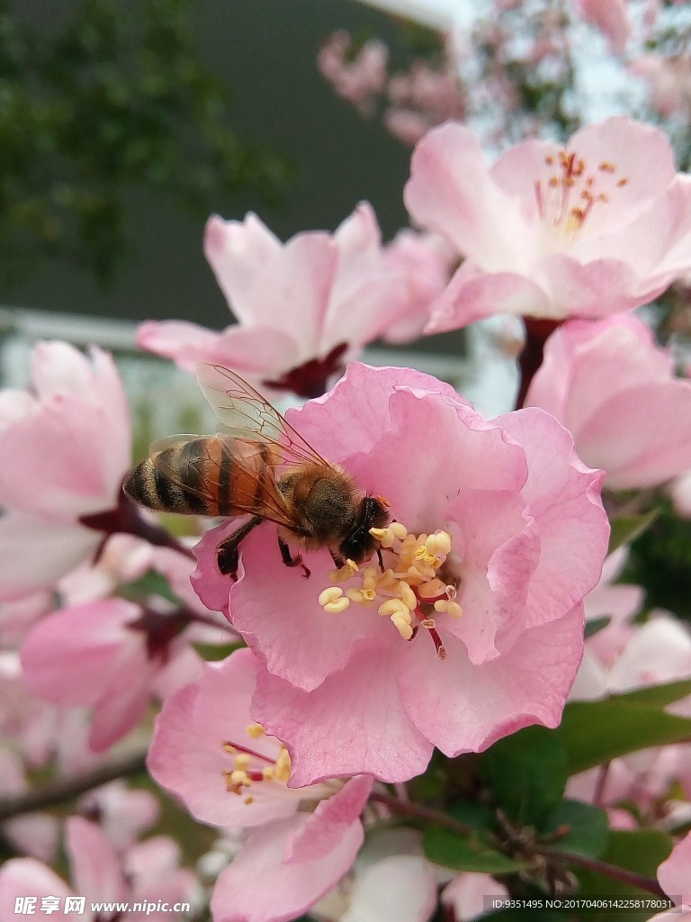 蜂与花