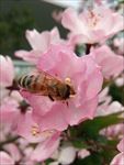 蜜蜂与花