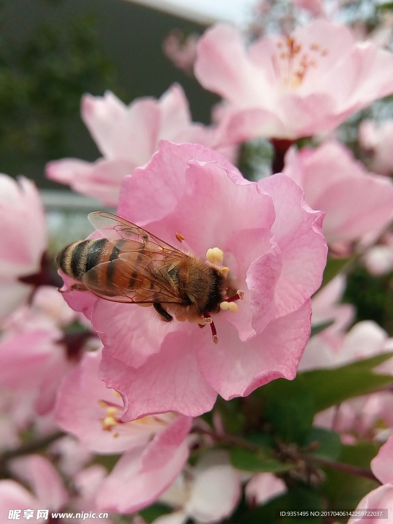 蜜蜂与花