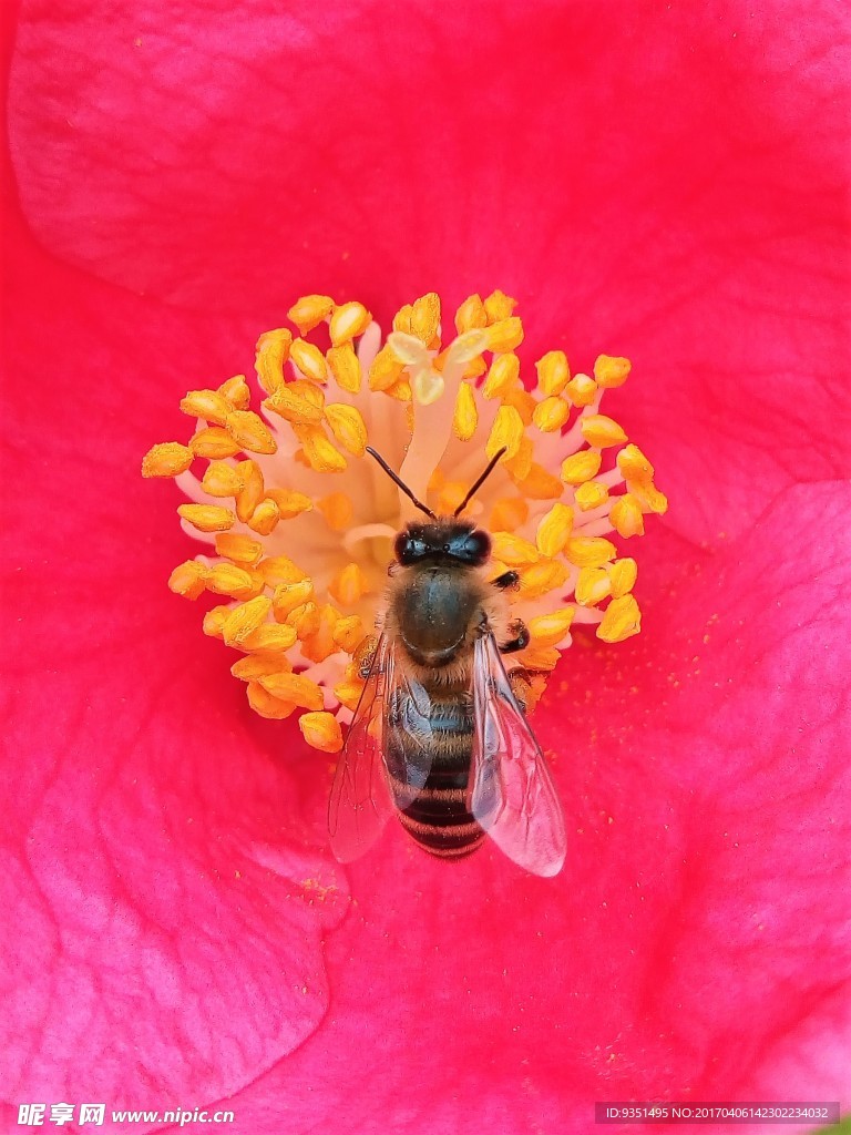 蜜蜂与花