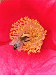 蜜蜂与花