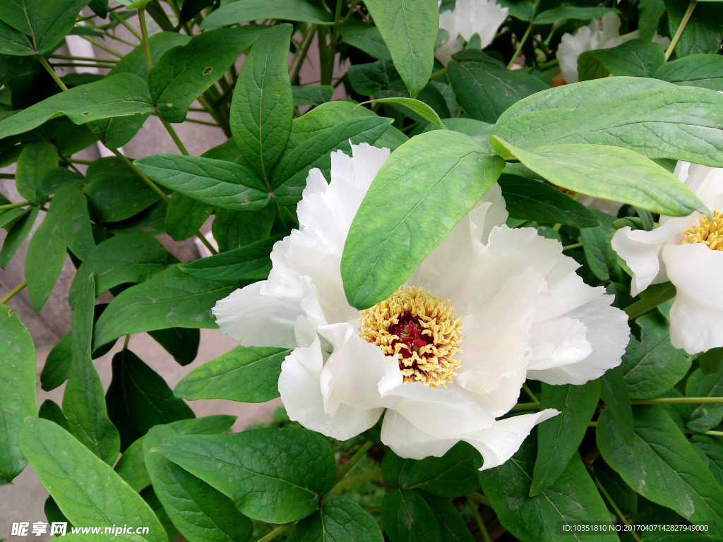 菊花 白色花瓣 高清