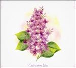 水彩绘紫丁香矢量素材