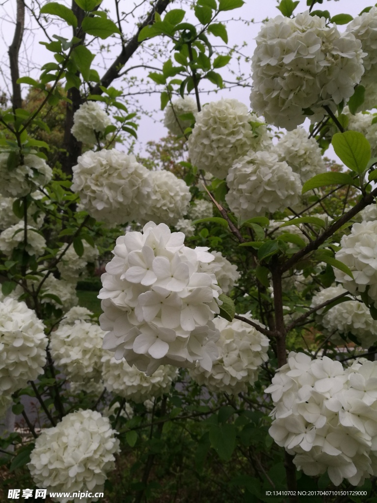 白色绣球花