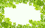 绿色树叶边框背景墙